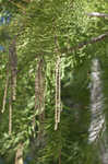 Pond Cypress